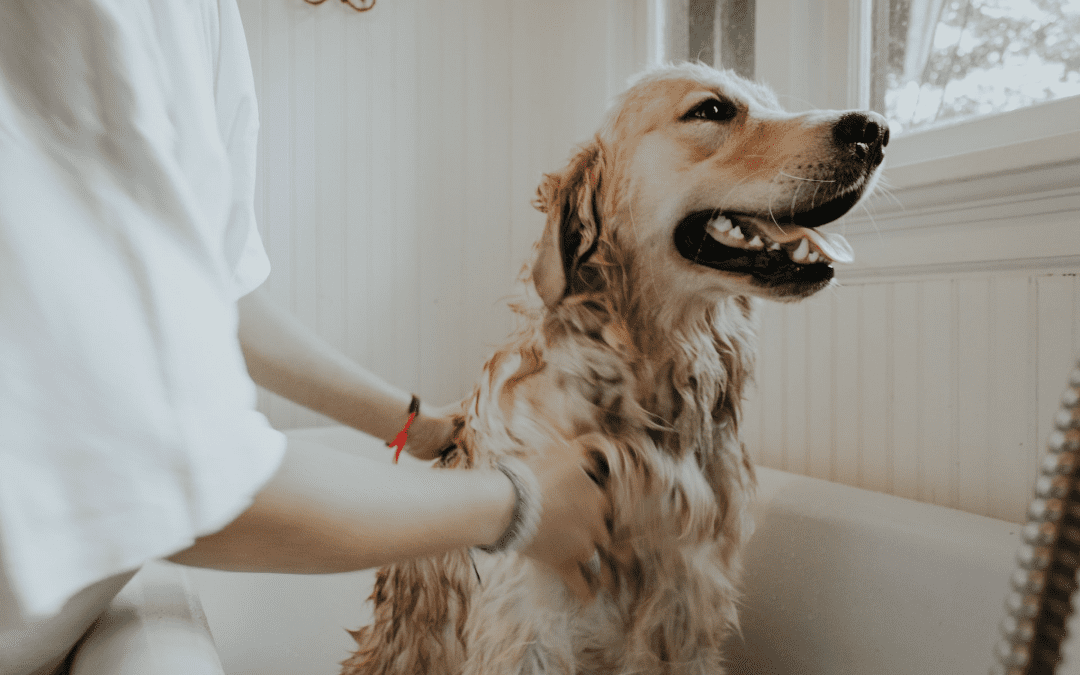 Summer Grooming Tips for Your Pet