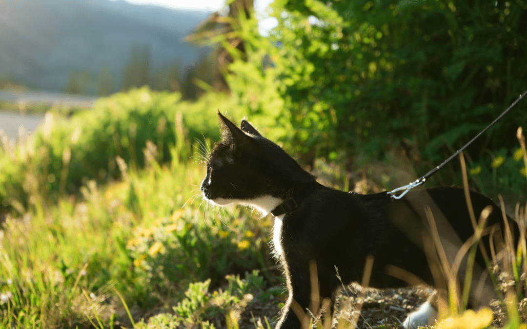 Protecting Your Pet in Nature