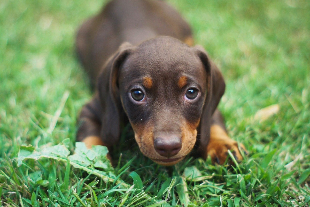 3 Tips to Help Your Dog Beat Back-to-School Boredom - Animal Hospital at  Grayhawk