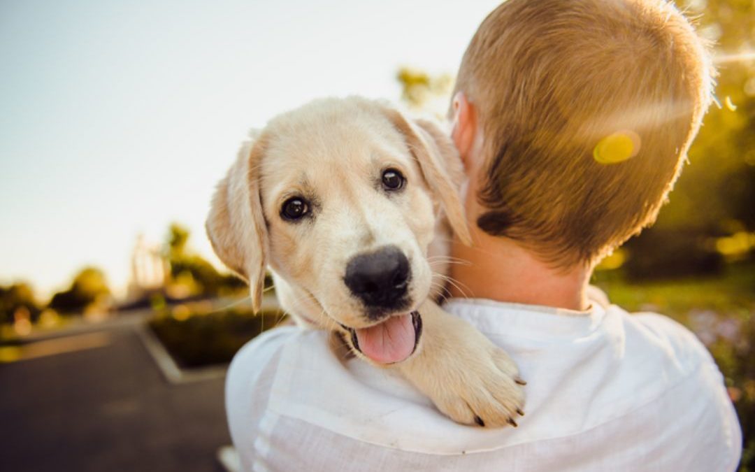 3 Ways to Help Less Fortunate Pets