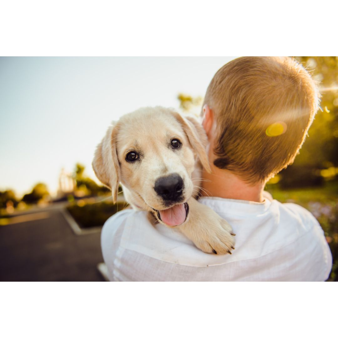 3-ways-to-help-less-fortunate-pets-the-welcome-waggin