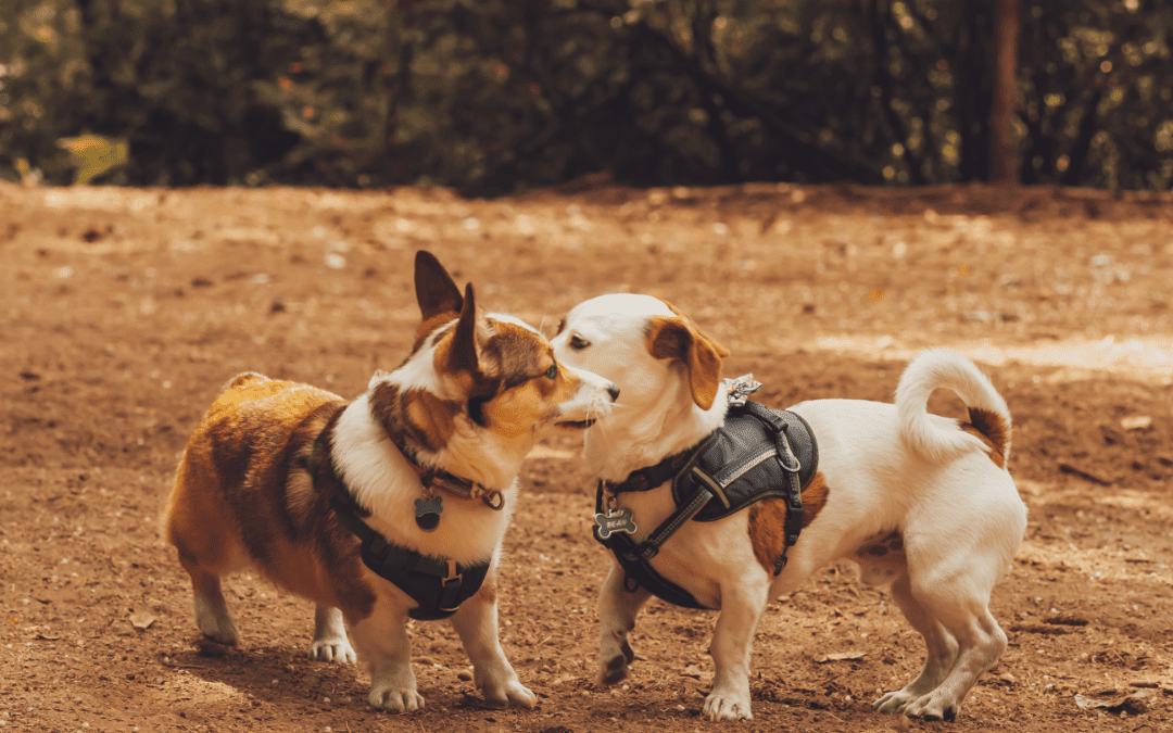 3 Reasons Why You Should Socialize Your Pet