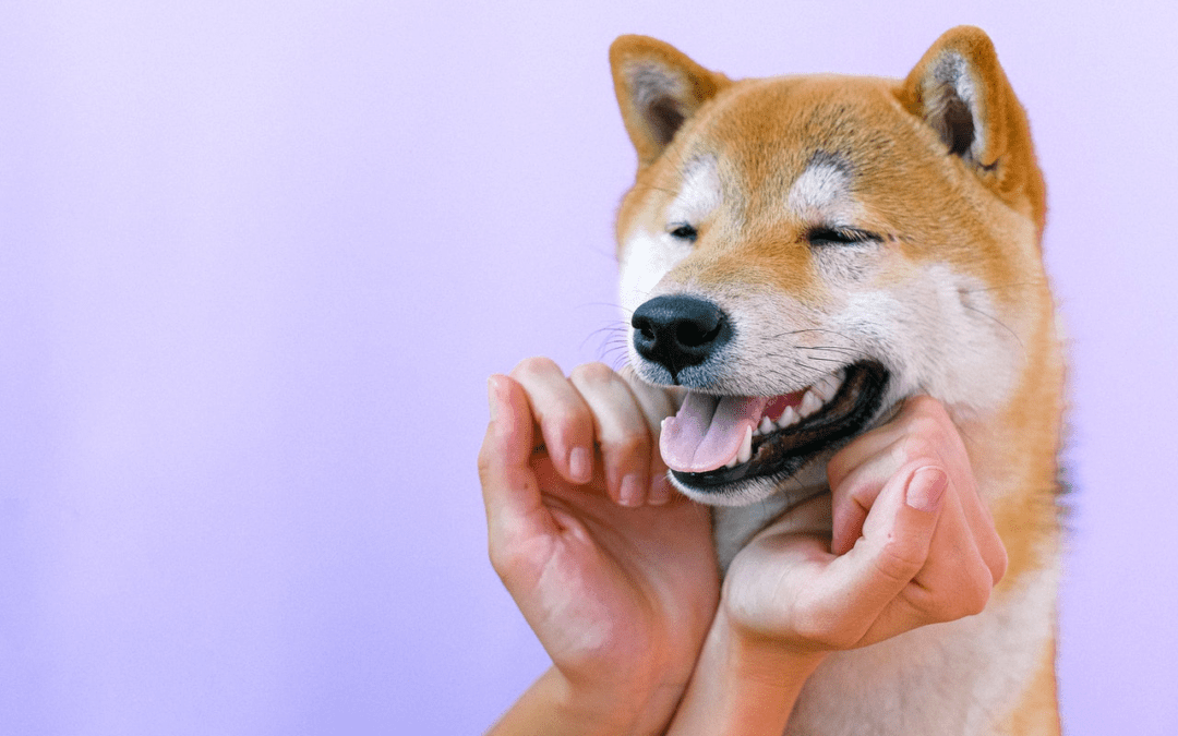 5 Steps to Brushing Your Pet’s Teeth