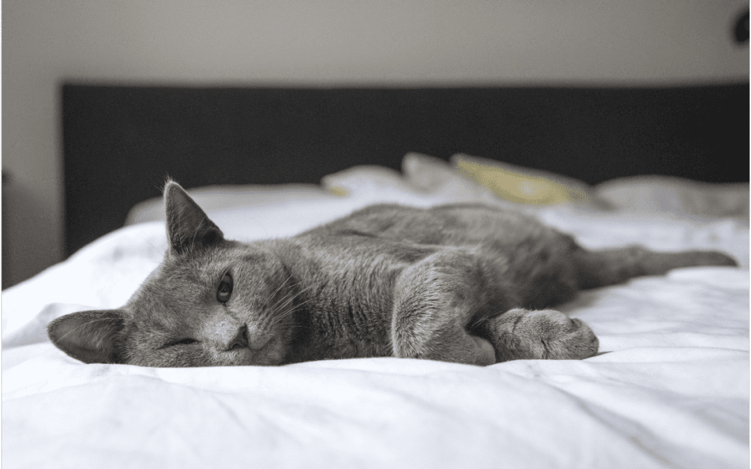 3 Signs of an Anxious Cat