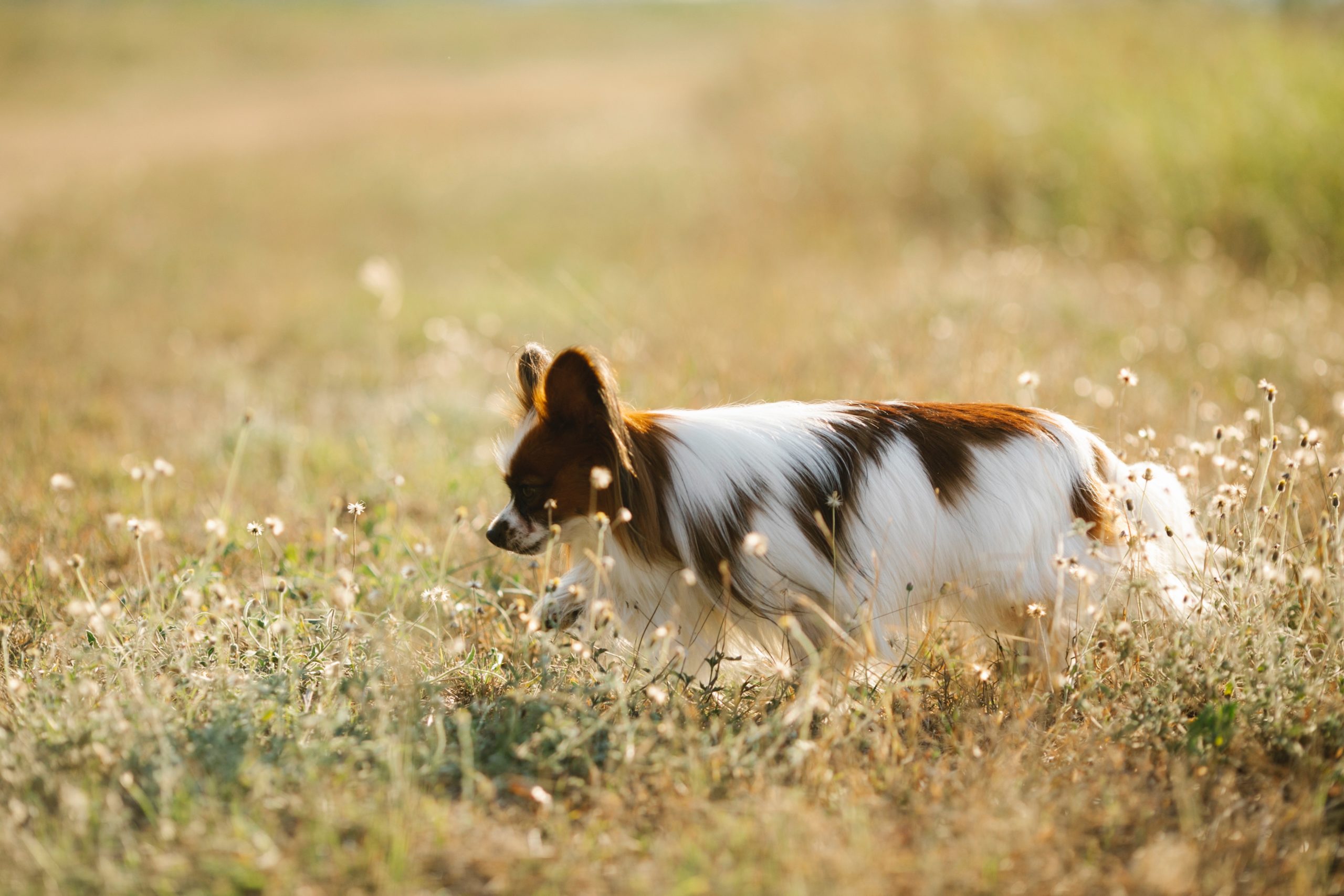 What Can Cause Chronic Diarrhea In Dogs